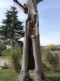 Déchaufour Élagage
