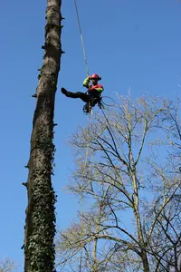 Arbor Essence Élagage