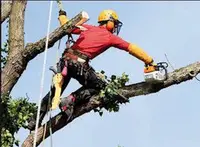 Tree Services Company