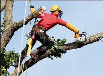 Tree Services Company