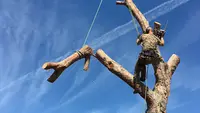 Wood Élagage