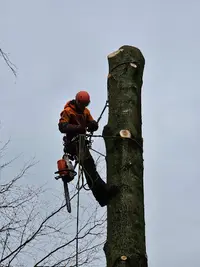 Des Ailes et des Arbres