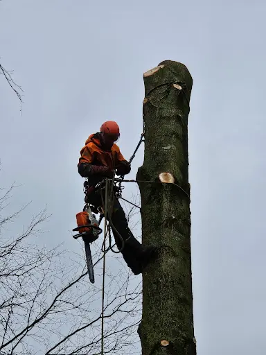 Des Ailes et des Arbres
