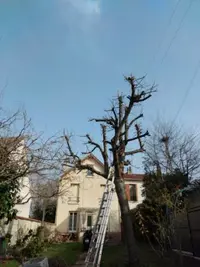 Bm Jardin | Élagueur Jardinier Paysagiste Taille de Haies Franconville Val D’oise 95
