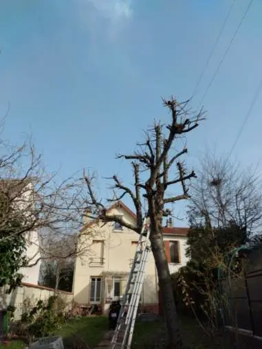 Bm Jardin | Élagueur Jardinier Paysagiste Taille de Haies Franconville Val D’oise 95