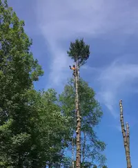 N.h.b Élagage
