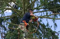 Elagueur Cugnaux | Entreprise d'Élagage et Abattage d'Arbres et Paysagiste