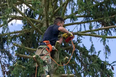 Elagueur Cugnaux | Entreprise d'Élagage et Abattage d'Arbres et Paysagiste