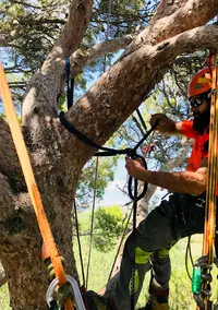 Arboricordes Élagage