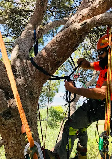 Arboricordes Élagage