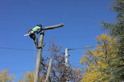 Arbres et Techniques