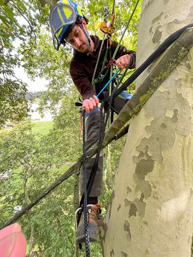 La Tête Dans les Arbres
