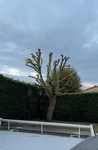 Sk Elagage Montauban Castelsarrasin 82