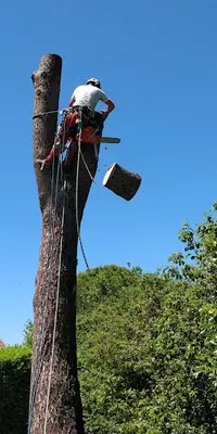 Modul Arbre Elagage et Abattage