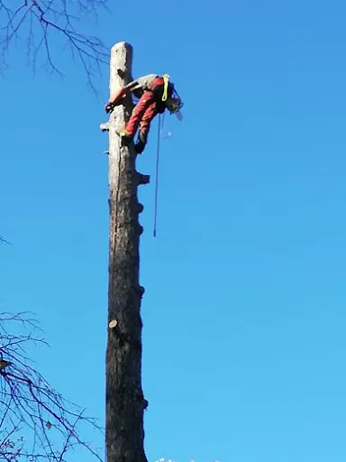 Le Temps des Arbres
