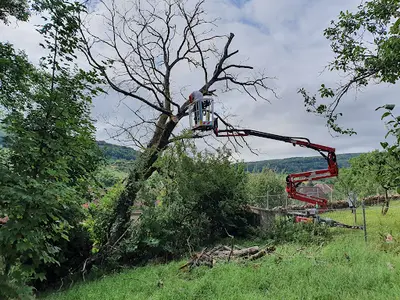 Climb Tree 70