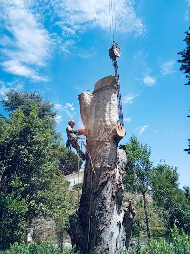 Arbotek Elagage