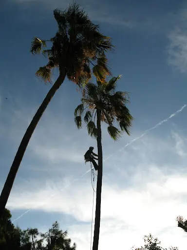 Au Fil des Arbres