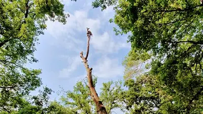 Vertic Arbre Elagage