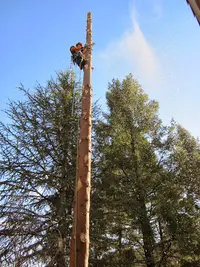 La Taille de l'Arbre
