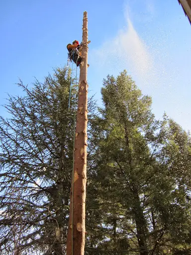 La Taille de l'Arbre