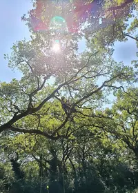 Ada - Auprès des Arbres