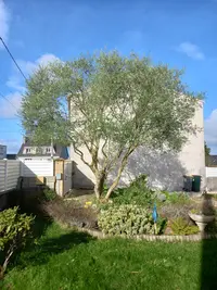 Ei Clément Léon / Prune Elagage Services