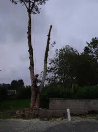 Elagarbres Finistère