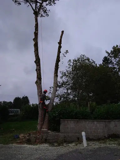 Elagarbres Finistère
