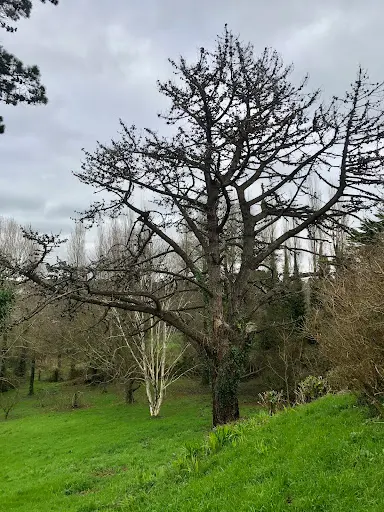 l'Elagueur du Pont de la Corde