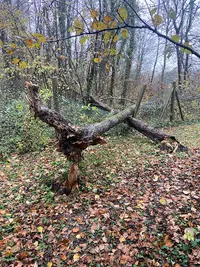 Pascal Elagage Abbatage Arbre 95