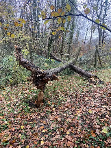 Pascal Elagage Abbatage Arbre 95