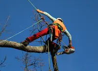 Sarl Arbre Avenir