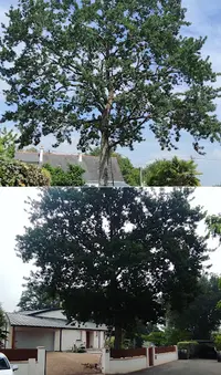 Hebign d'Arbres Élagage