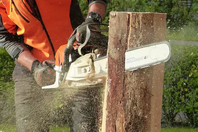 Élagage et Abattage des Arbres Dans le Haut-rhin