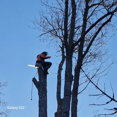 Au Sommet de Mon Arbre