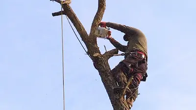 Mickael À Votre Service Elagueur Grimpeur