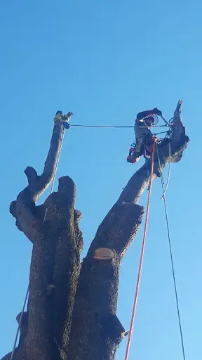 Hêtre Cyprès Elagueur Paysagiste Autour de Bosmie l'Aiguille