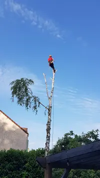 Arbre en Ciel