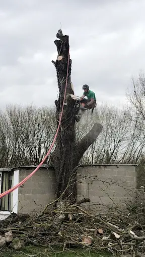 Ruben Elagage — Élagage & Abattage d'Arbres, Jouy-le-moutier