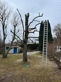 Noel Espaces Verts:élagueur Mulhouse-haut-rhin68-paysagiste Colmar Jardinier Taille de Haie