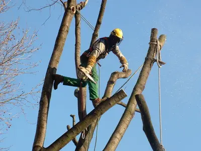 Steven Thallot Elagueur Paysagiste À Thionville