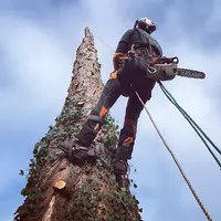 Au Sommet de l'Arbre
