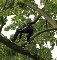Arbre Adepte