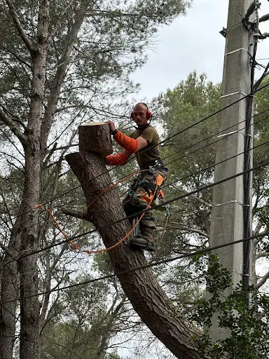 Cano Élagage l'Isle sur la Sorgue