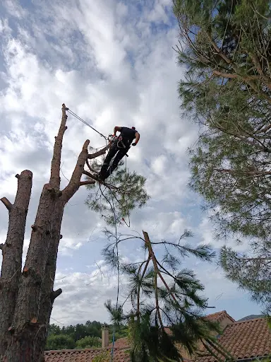 En Grimpant Dans l'Arbre