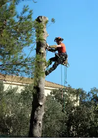 Allô Liam Espace Vert Elagueur Jardinier Ain 01