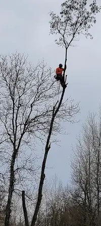 Haut Fil des Branches