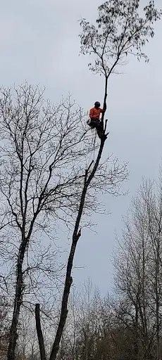 Haut Fil des Branches