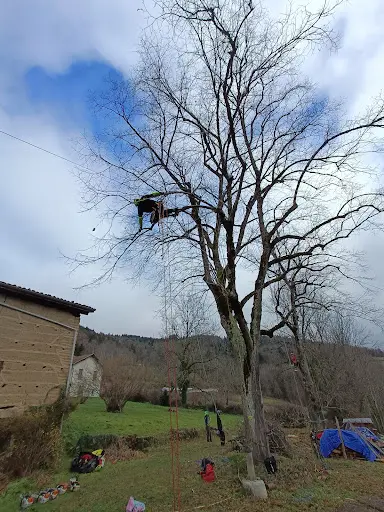 Sancy Élagage